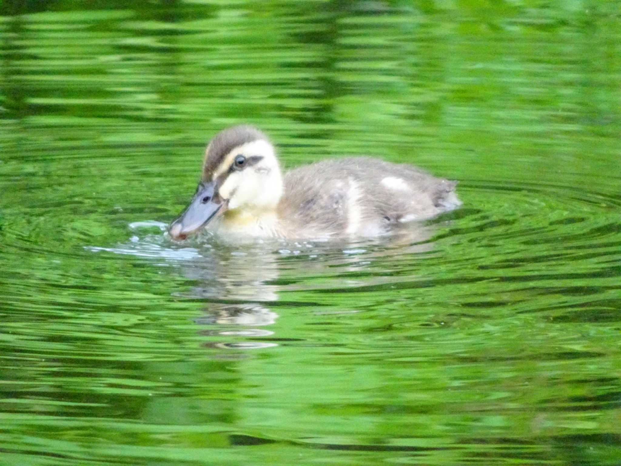 蓮の横で寝てた子の二週間後