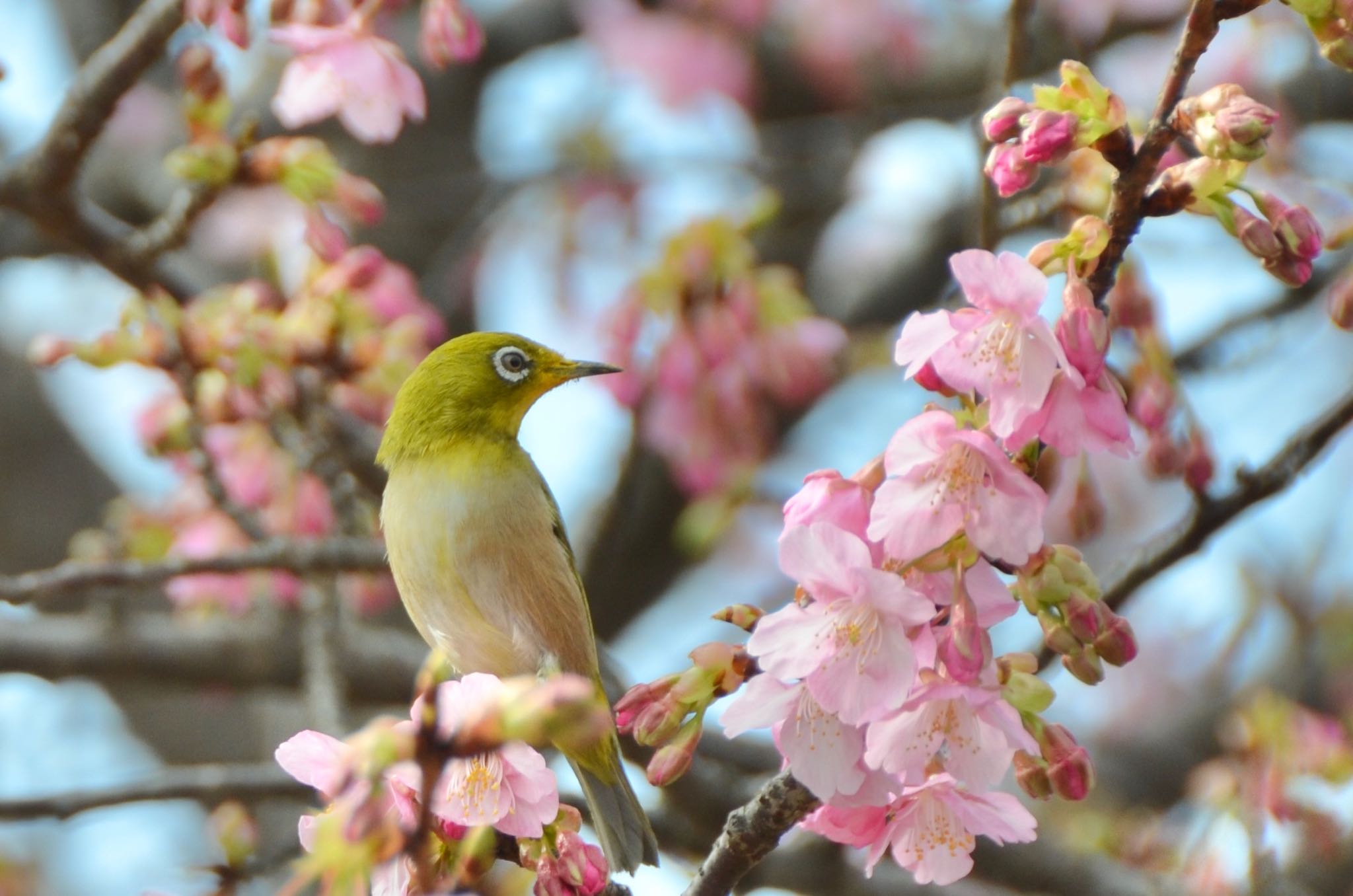 旧中川水辺公園 メジロの写真