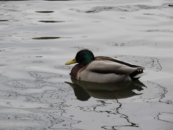 マガモ 千葉市泉自然公園 2017年2月28日(火)