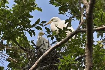 Great Egret 神奈川県 Mon, 6/21/2021