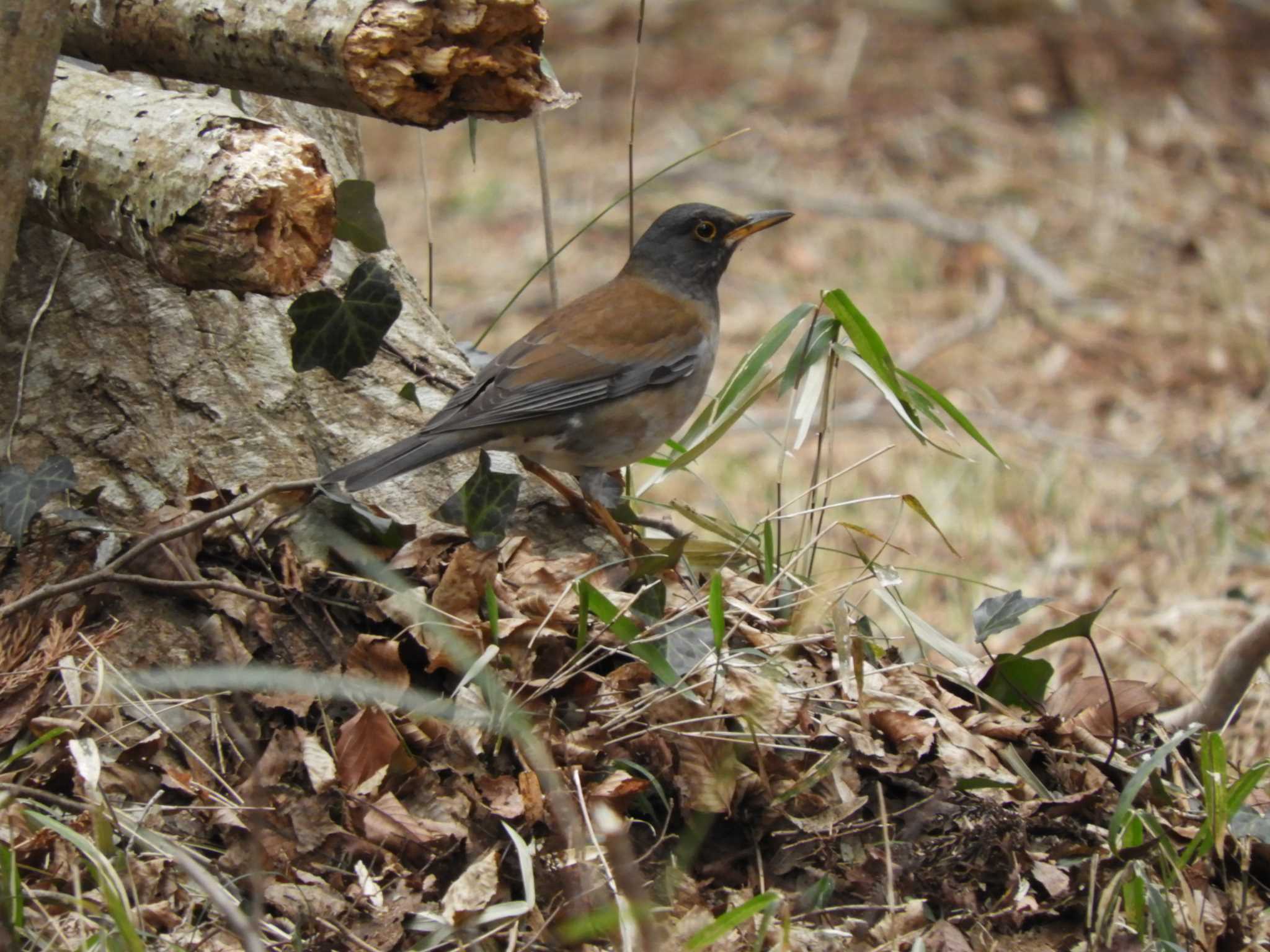 Pale Thrush