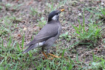 White-cheeked Starling 夙川河川敷公園 Sun, 5/16/2021