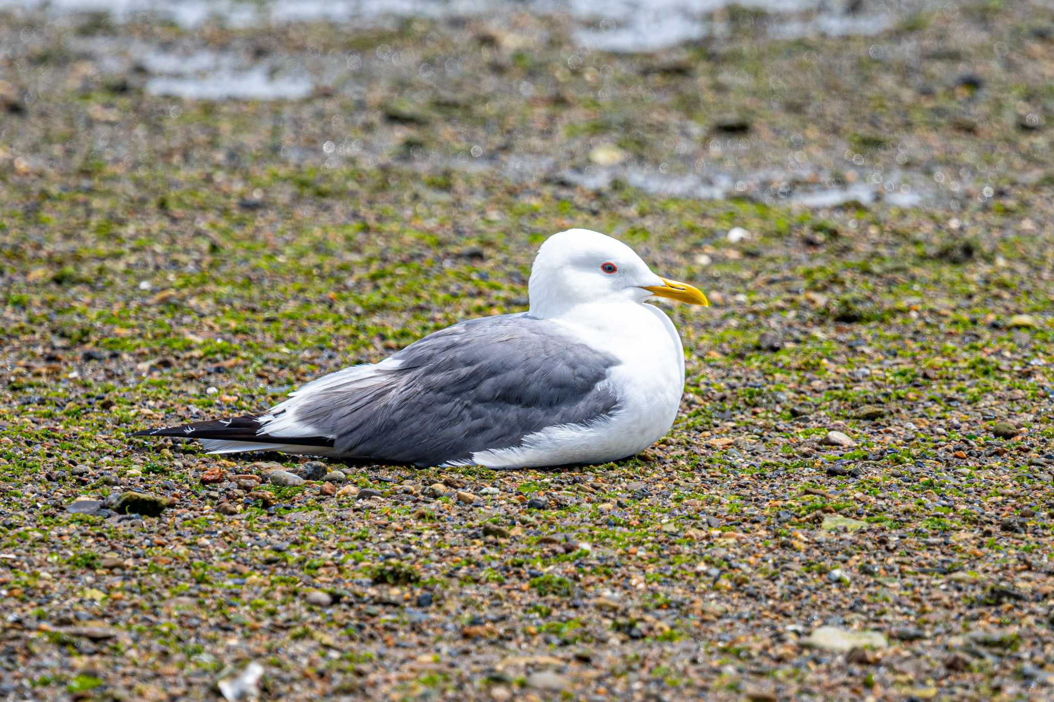 Photo of Common Gull at 加古川河口 by ときのたまお