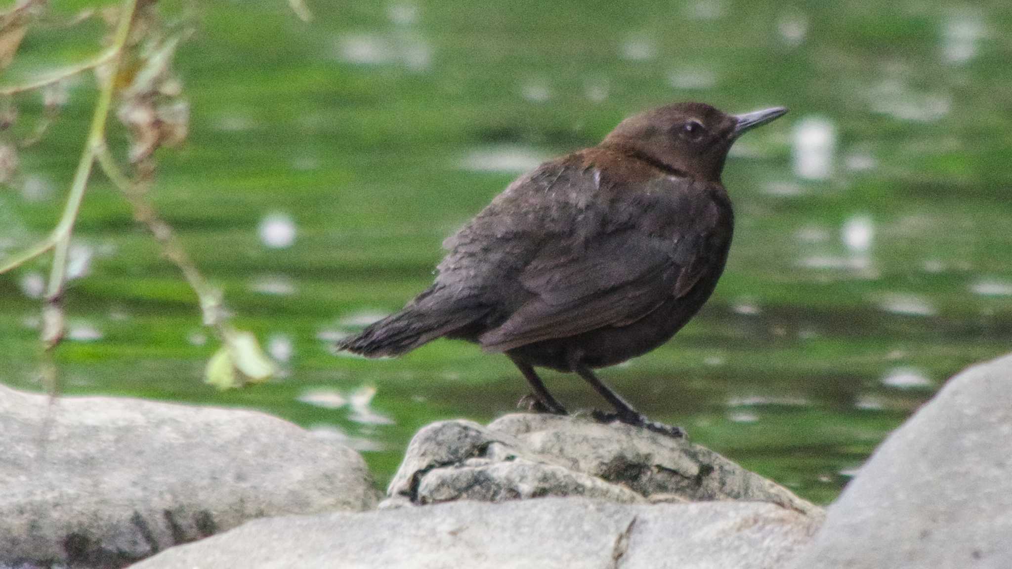 福井緑地(札幌市西区) カワガラスの写真