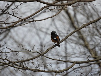 Daurian Redstart 千葉市泉自然公園 Tue, 2/28/2017