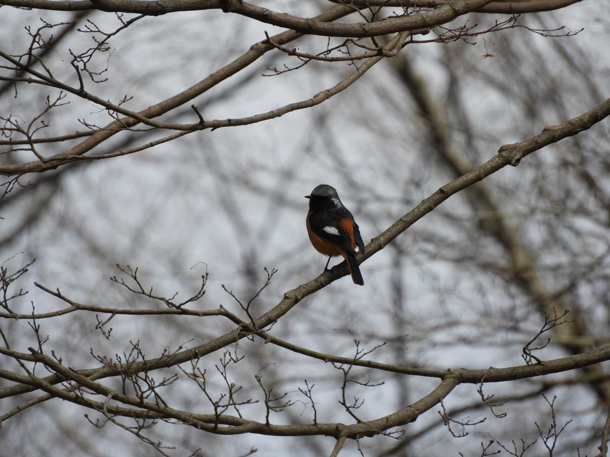 Photo of Daurian Redstart at 千葉市泉自然公園 by SharkGirl