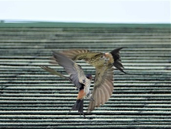 2019年5月13日(月) 定光寺の野鳥観察記録