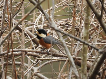 2017年2月28日(火) 千葉市泉自然公園の野鳥観察記録