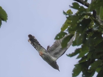 2019年7月9日(火) 定光寺公園の野鳥観察記録