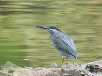 2019年9月9日(月) 定光寺公園の野鳥観察記録