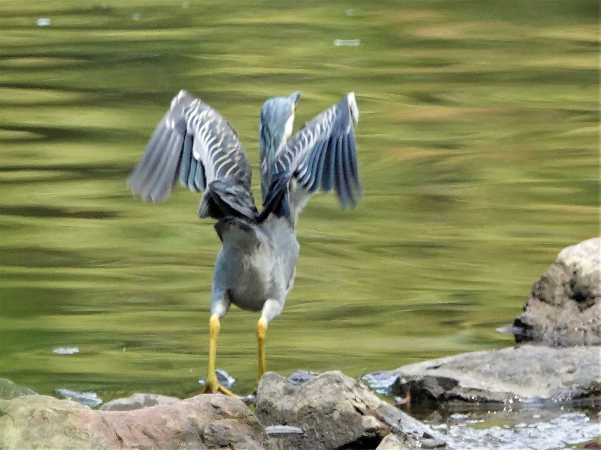 定光寺公園 ササゴイの写真 by KazuIson