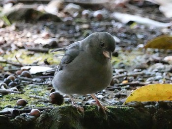 2019年4月18日(木) 定光寺公園の野鳥観察記録