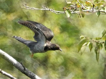 2019年9月12日(木) 定光寺公園の野鳥観察記録