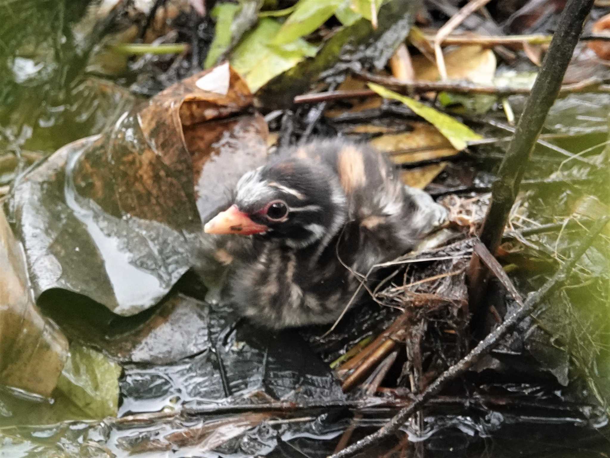 定光寺公園 カイツブリの写真