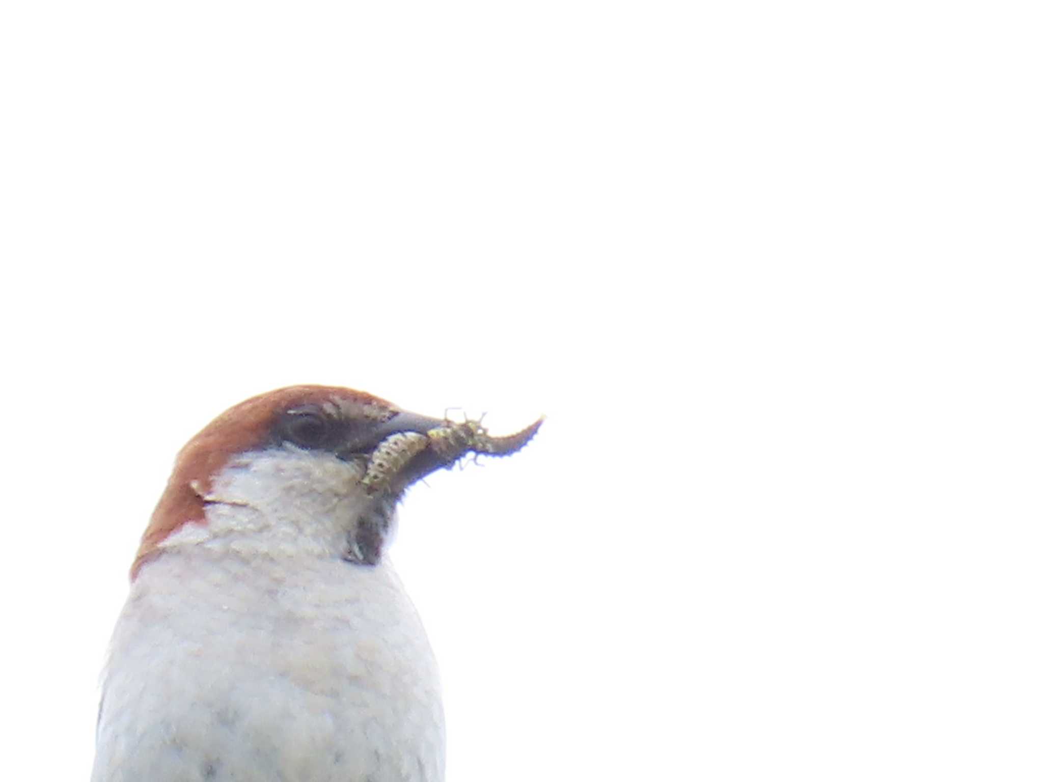 北海道檜山郡 ニュウナイスズメの写真