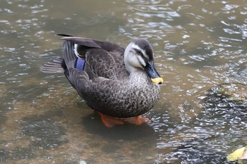 Eastern Spot-billed Duck 夙川河川敷公園 Sun, 5/16/2021