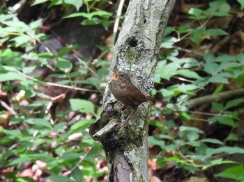 ミソサザイ 軽井沢野鳥の森 2021年6月24日(木)