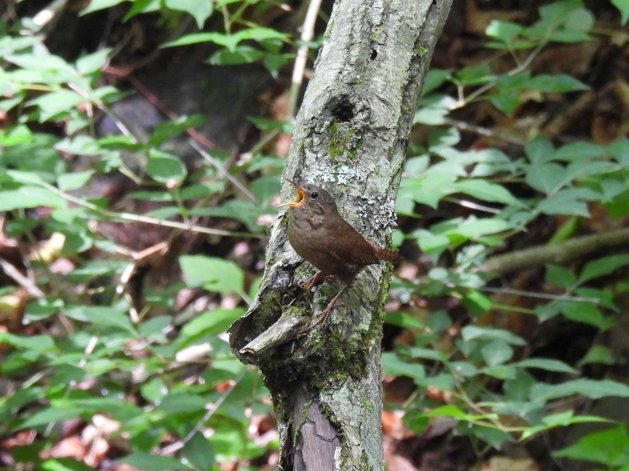 軽井沢野鳥の森 ミソサザイの写真