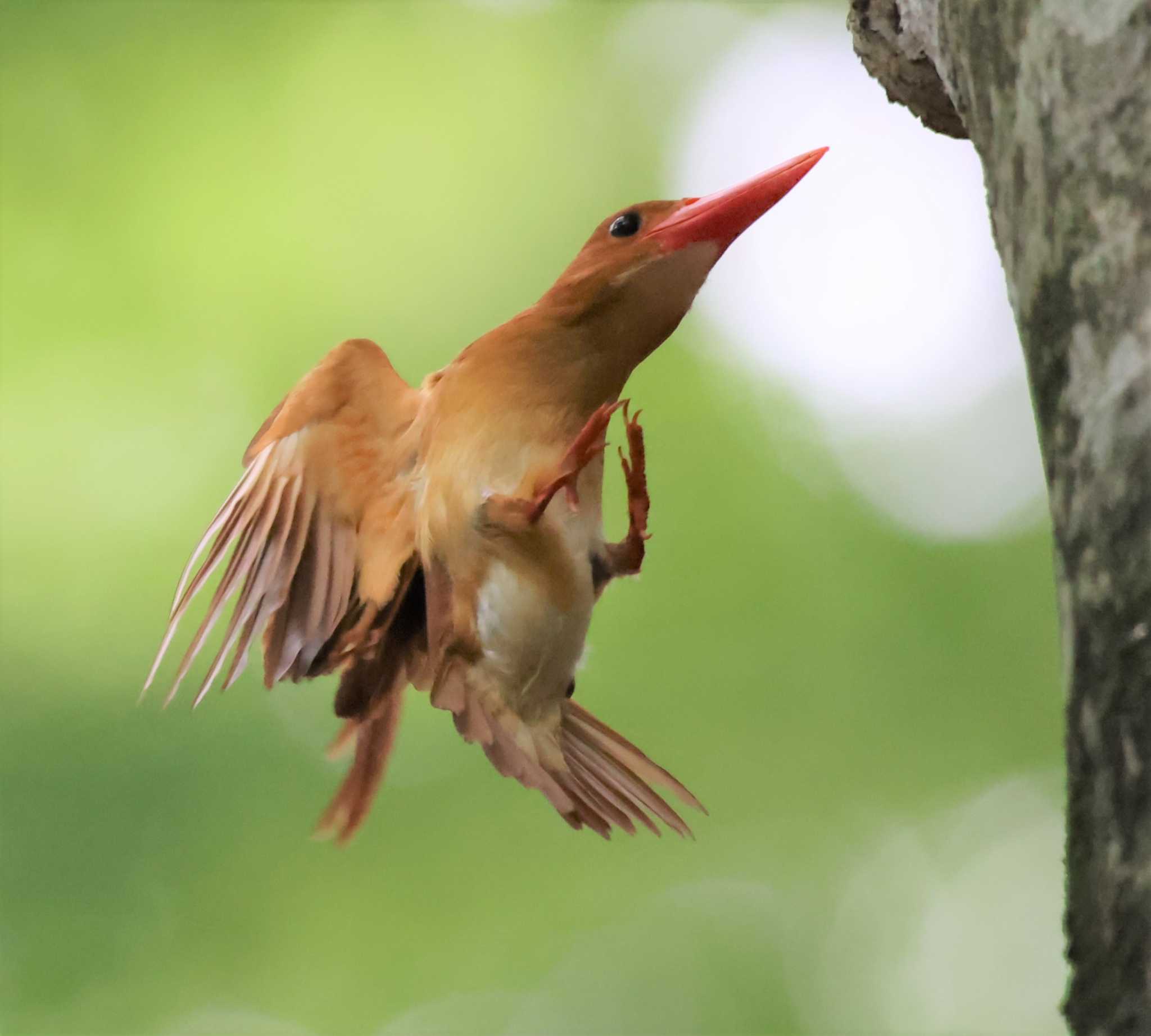 アカショウビン by Hokkaido.univ