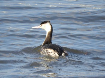 Tue, 2/28/2017 Birding report at North Inba Swamp