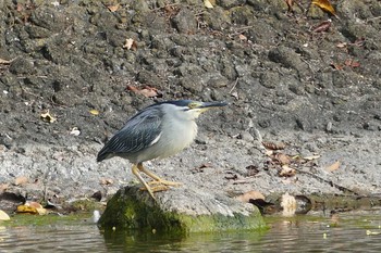 Striated Heron Ukima Park Thu, 6/24/2021