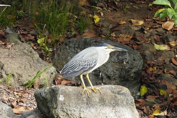 Striated Heron Ukima Park Thu, 6/24/2021