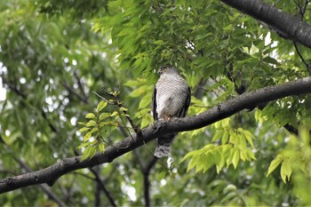 Japanese Sparrowhawk 埼玉県廣瀬神社 Thu, 6/24/2021