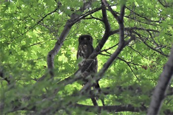 アオバズク 埼玉県廣瀬神社 2021年6月24日(木)