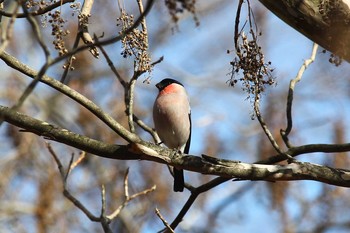 ウソ 埼玉県民の森 2019年1月26日(土)