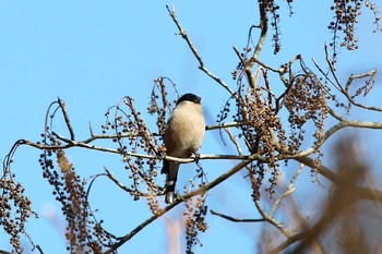 ウソ 埼玉県民の森 2019年1月26日(土)