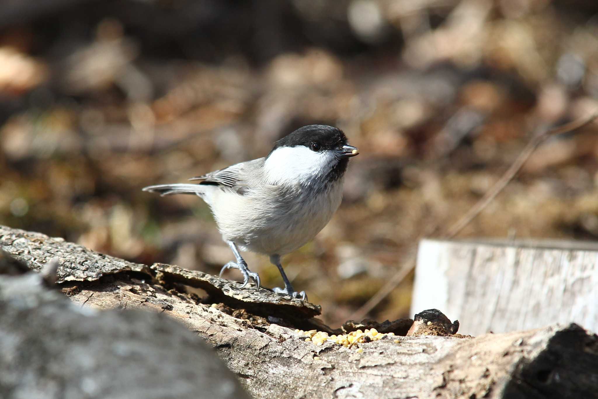 Photo of Willow Tit at Saitama Prefecture Forest Park by ピースケ