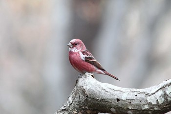 Pallas's Rosefinch Saitama Prefecture Forest Park Sat, 1/26/2019