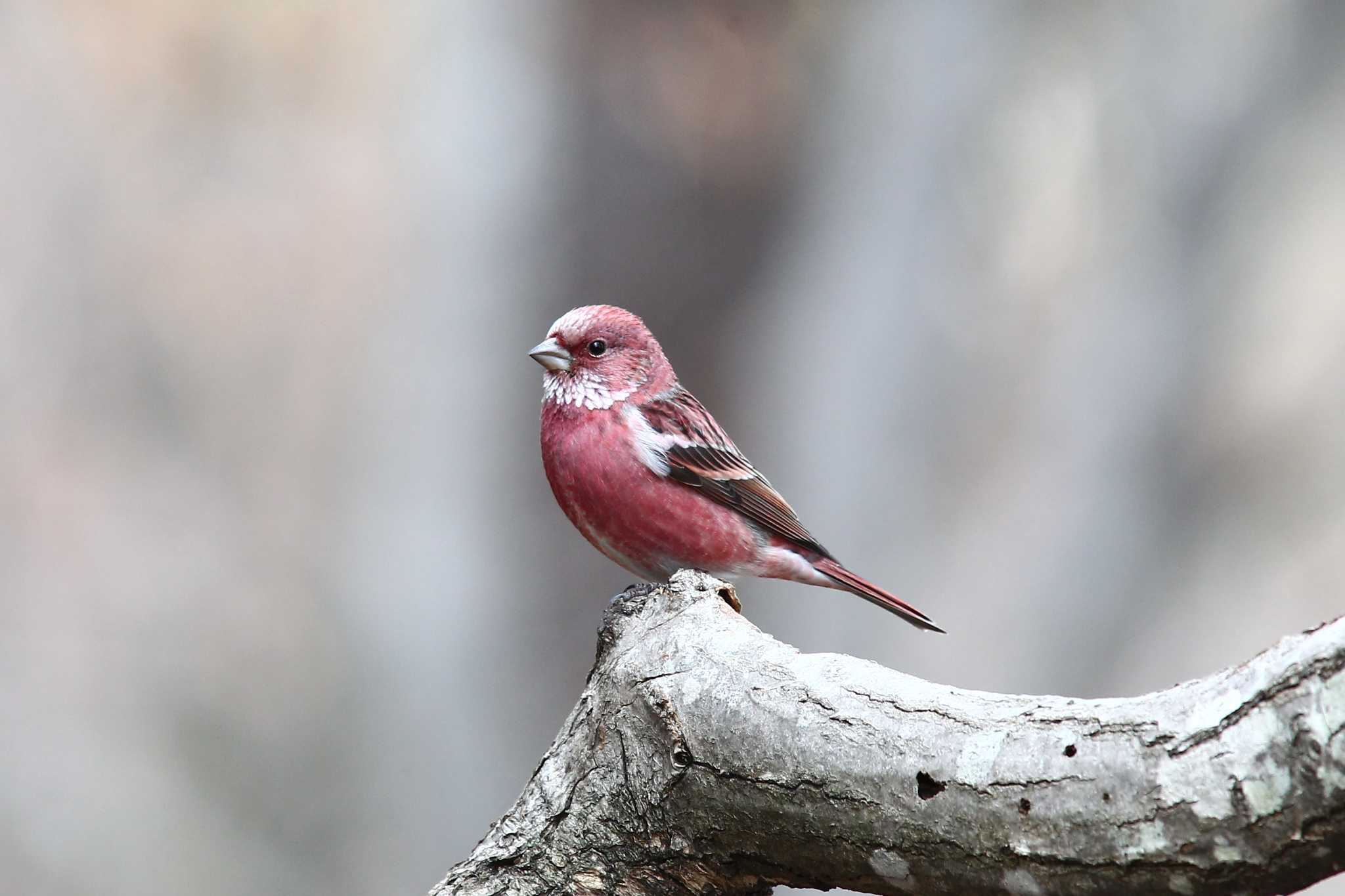 Photo of Pallas's Rosefinch at Saitama Prefecture Forest Park by ピースケ