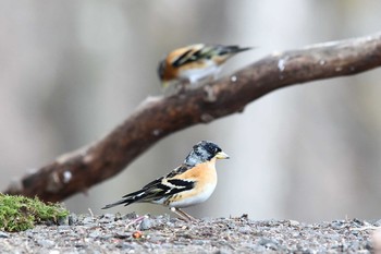 Brambling Saitama Prefecture Forest Park Sat, 1/26/2019