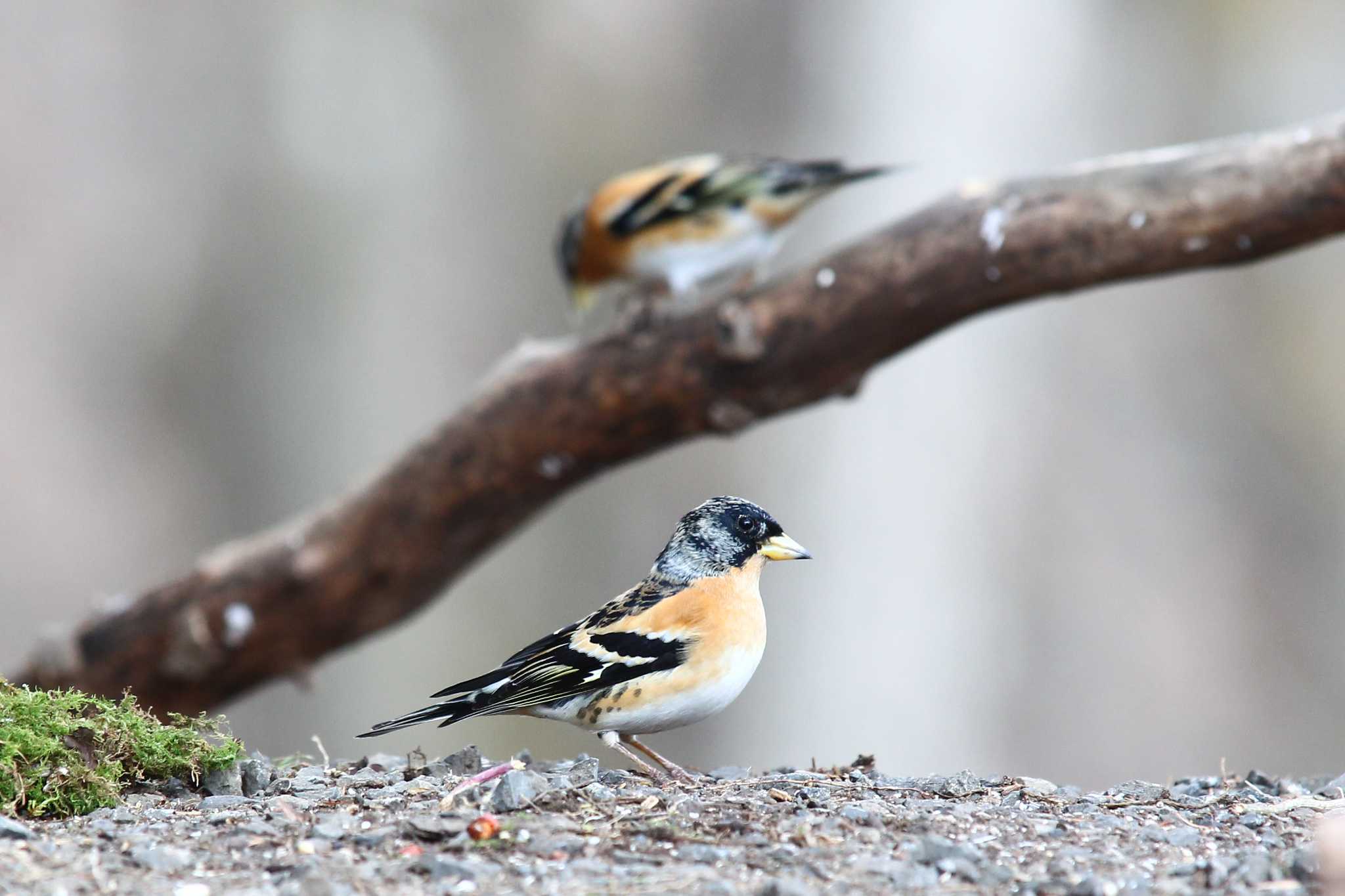 Photo of Brambling at Saitama Prefecture Forest Park by ピースケ