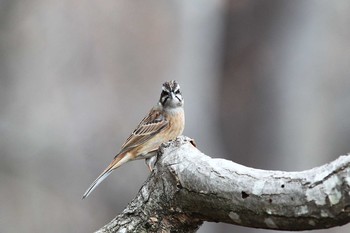 Meadow Bunting Saitama Prefecture Forest Park Sat, 1/26/2019