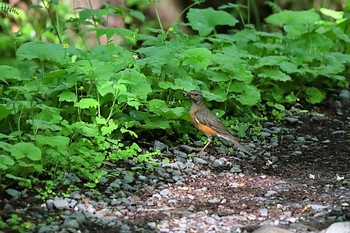 アカハラ 戸隠森林植物園(戸隠森林公園) 2021年6月17日(木)