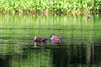 カルガモ 戸隠森林植物園(戸隠森林公園) 2021年6月17日(木)