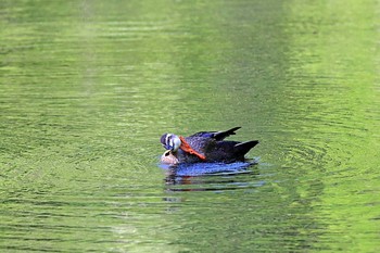 カルガモ 戸隠森林植物園(戸隠森林公園) 2021年6月17日(木)