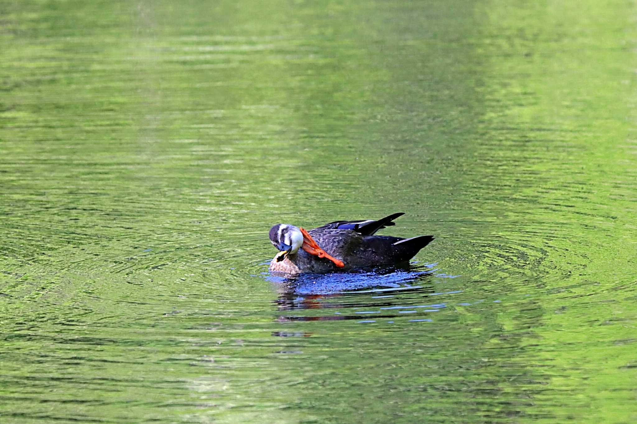 Eastern Spot-billed Duck