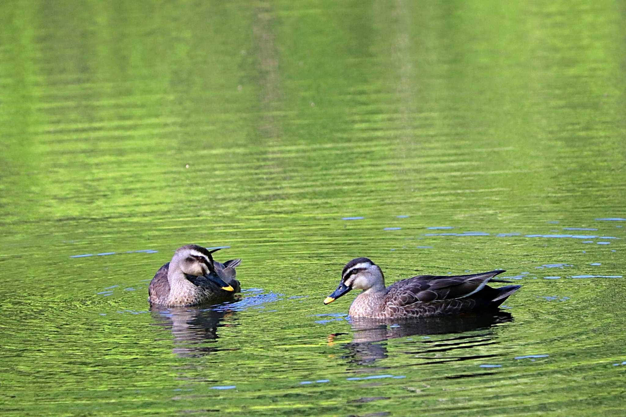 Eastern Spot-billed Duck