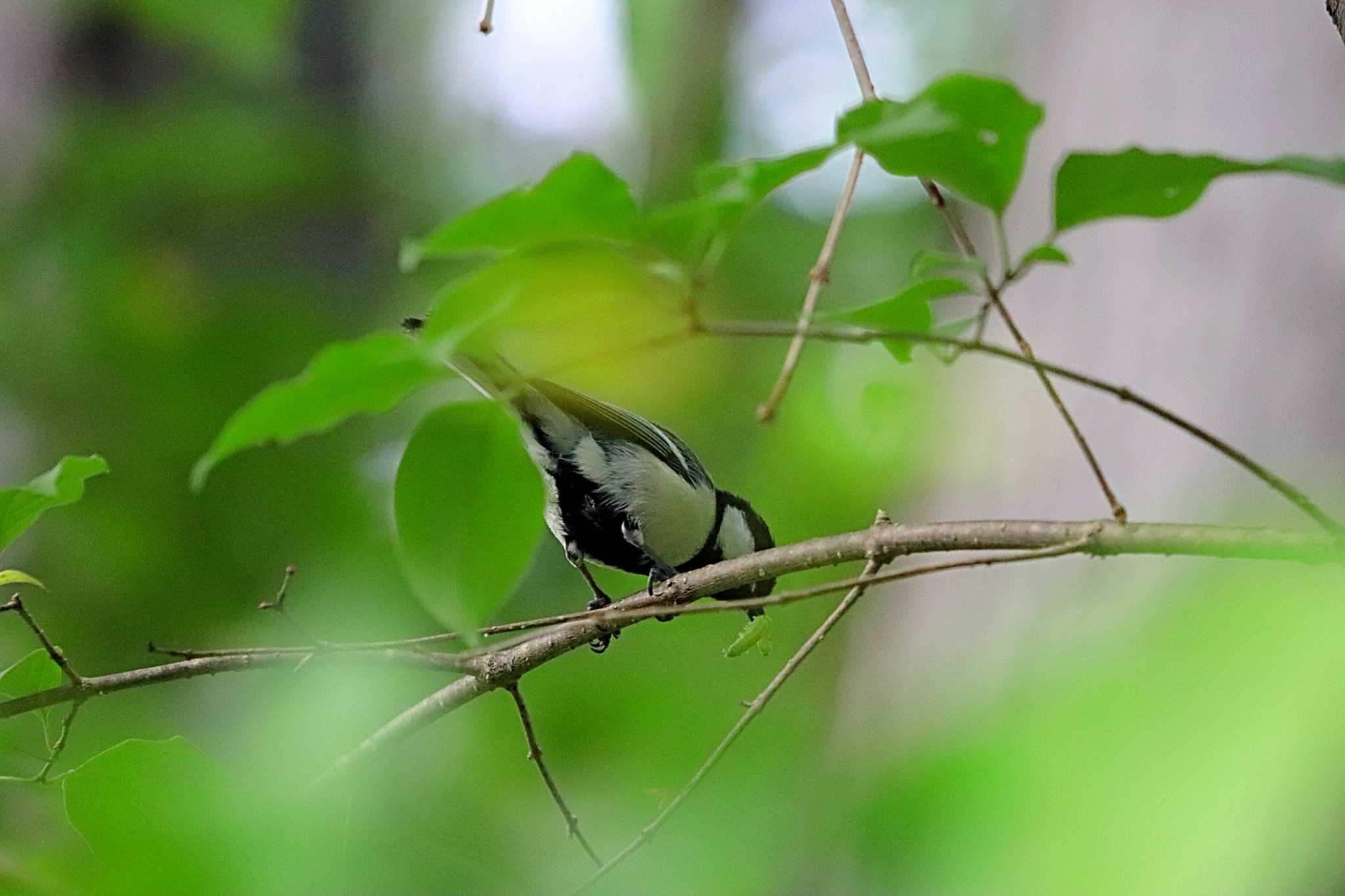 シジュウカラ