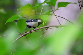 シジュウカラ 戸隠森林植物園(戸隠森林公園) 2021年6月17日(木)