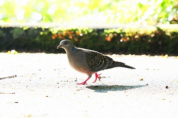 キジバト 戸隠森林植物園(戸隠森林公園) 2021年6月17日(木)