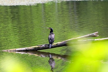 カワウ 戸隠森林植物園(戸隠森林公園) 2021年6月17日(木)