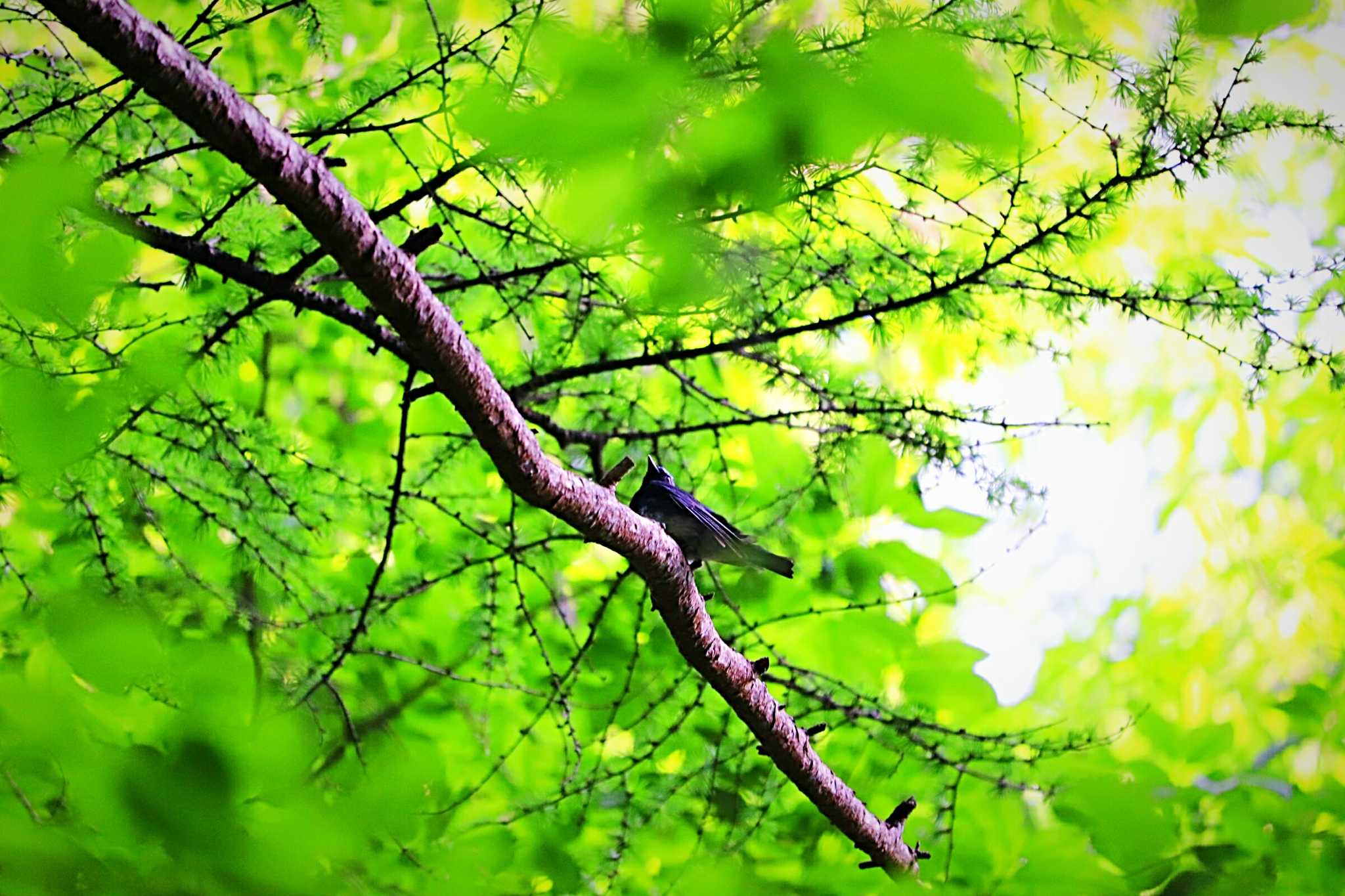 軽井沢野鳥の森 クロツグミの写真 by HIDEKI