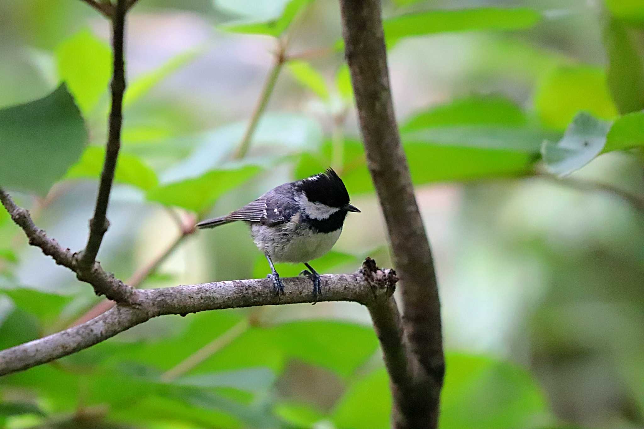 戸隠森林植物園(戸隠森林公園) ヒガラの写真 by HIDEKI