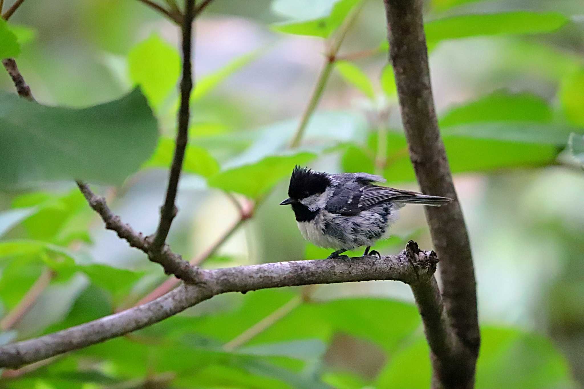 戸隠森林植物園(戸隠森林公園) ヒガラの写真 by HIDEKI