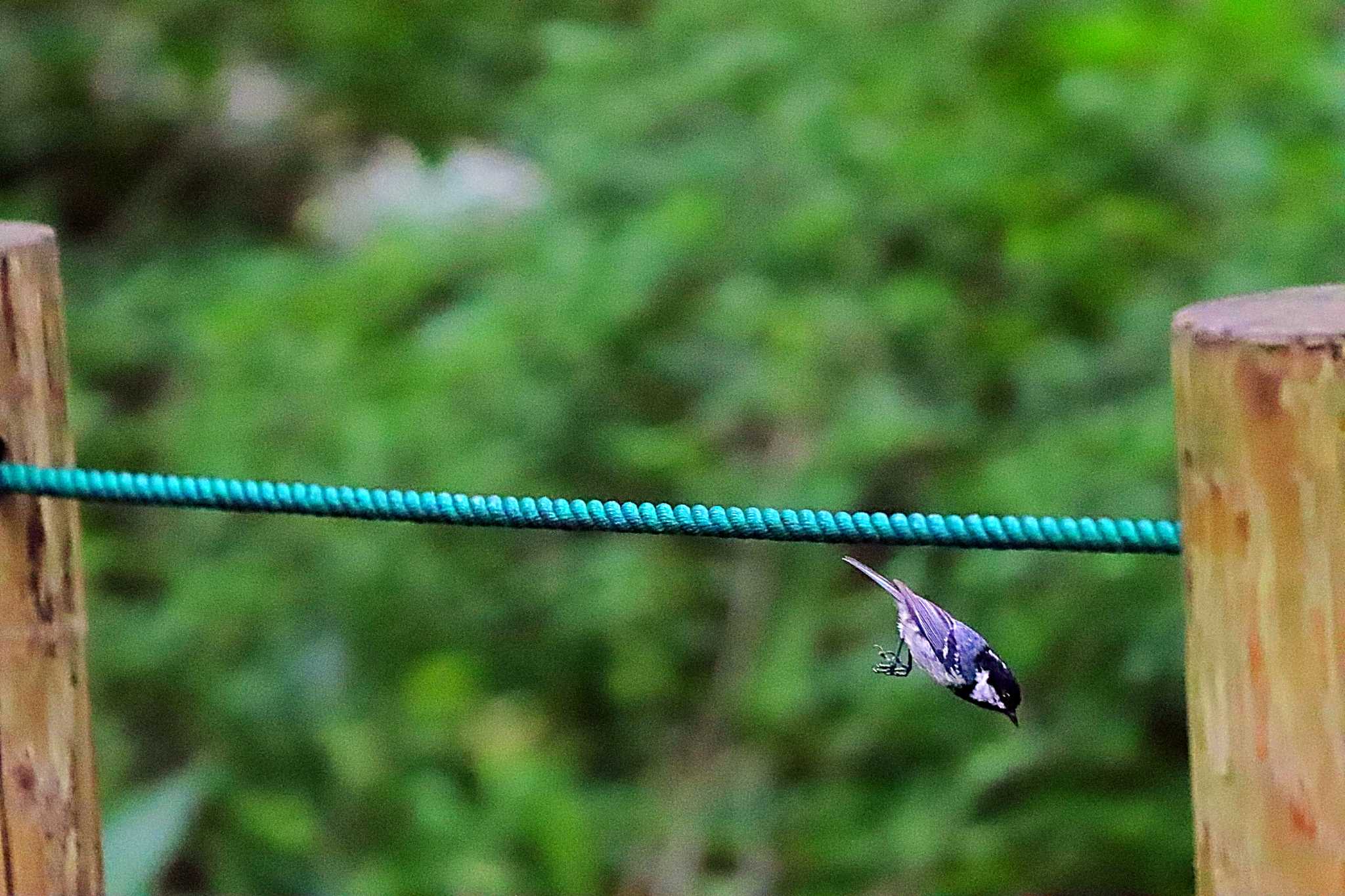 戸隠森林植物園(戸隠森林公園) シジュウカラの写真