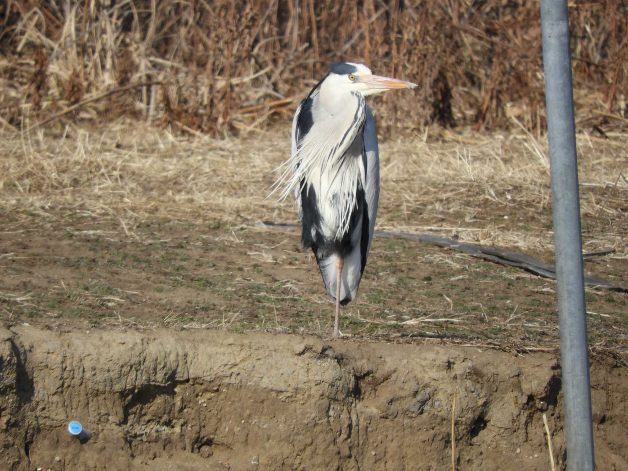 Photo of Grey Heron at North Inba Swamp